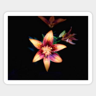 Orange siberian lily flowers of lilium dauricum Sticker